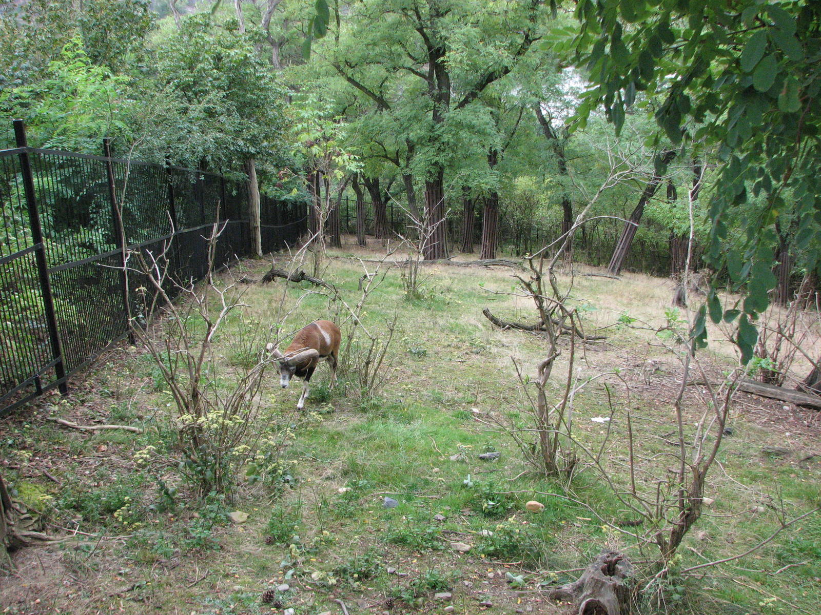 Zoo Praha - Mouflon paddock