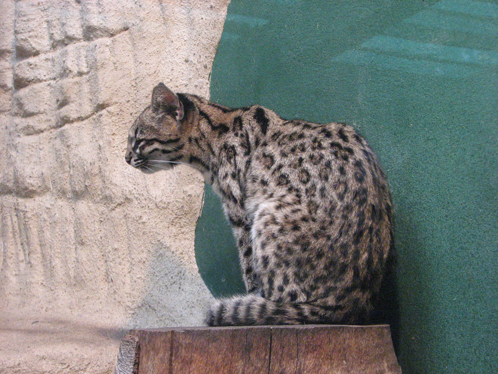 Zoo Praha - Oncilla in the South America House