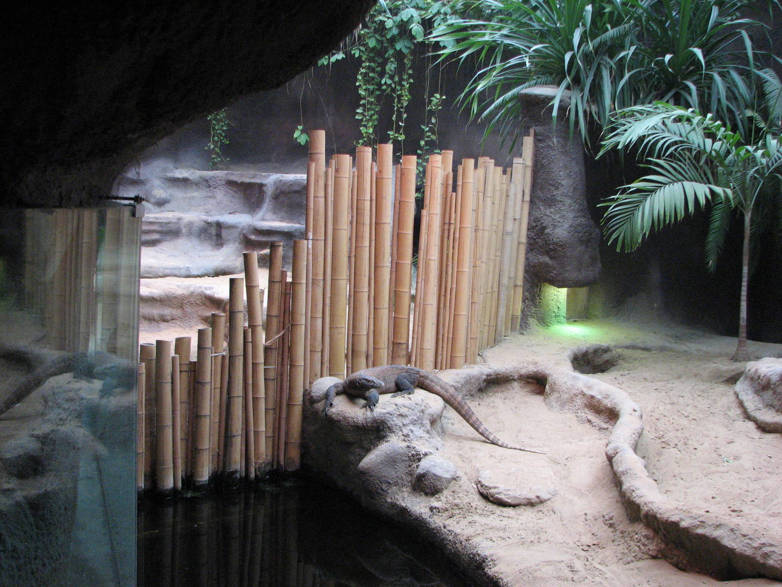 Zoo Praha - One Komodo Dragon exhibit