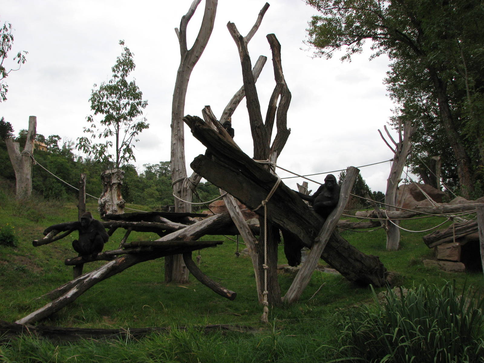 Zoo Praha - Outdoor Gorilla exhibit