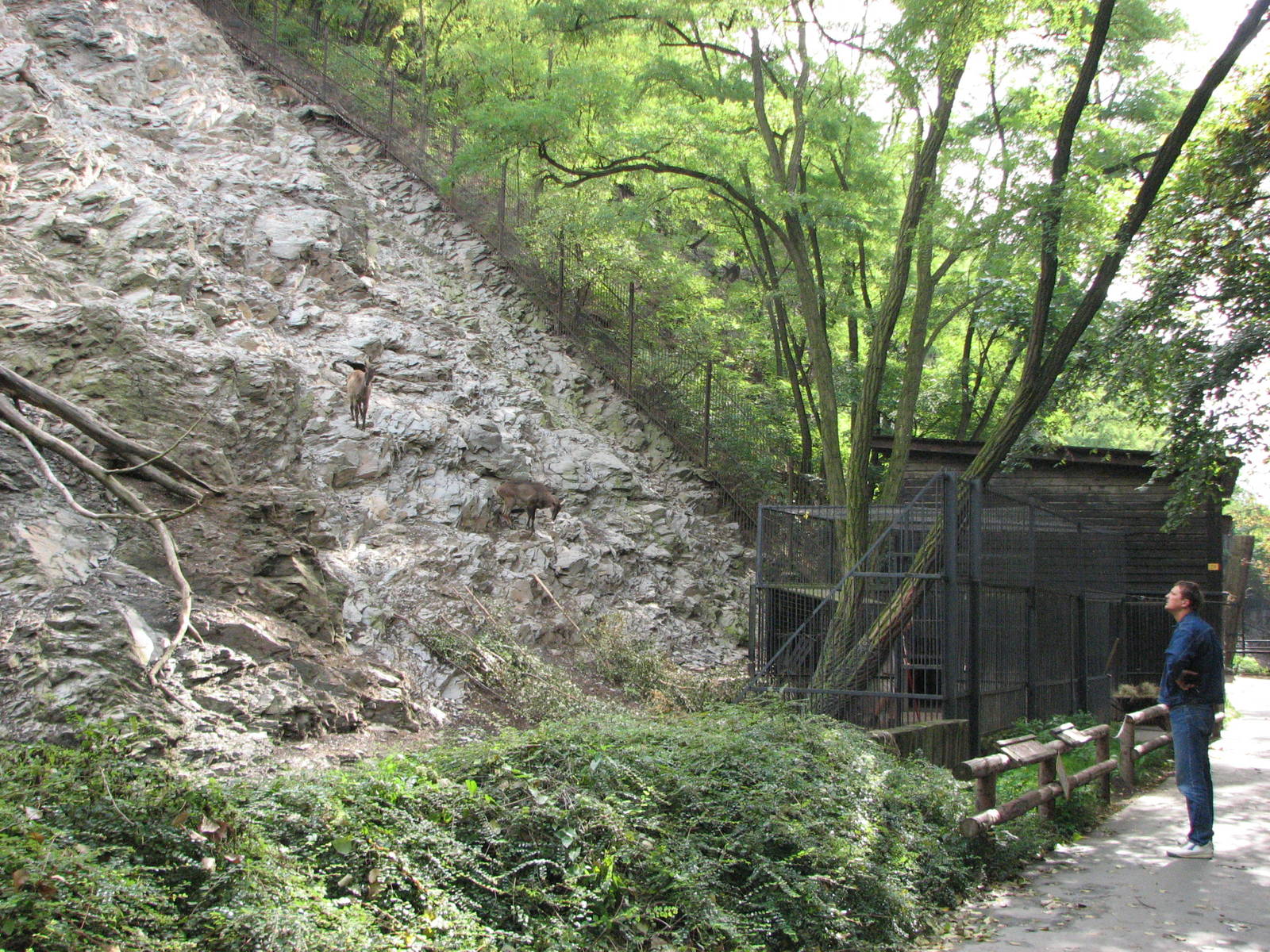 Zoo Praha - Part of an outstanding goat exhibit