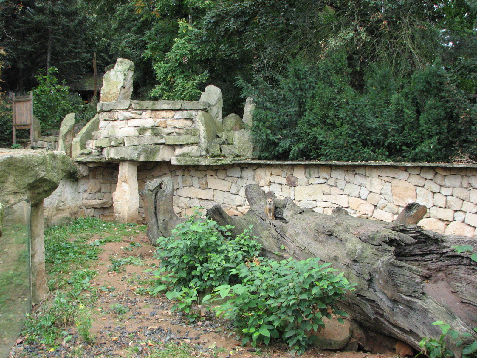 Zoo Praha - Part of the Yellow Mongoose outside exhibit
