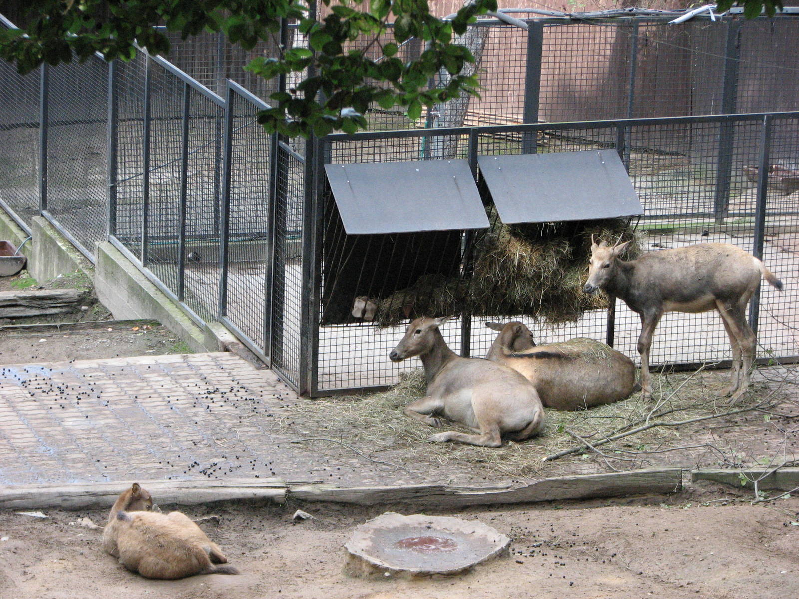 Zoo Praha - Père Davids Deer does