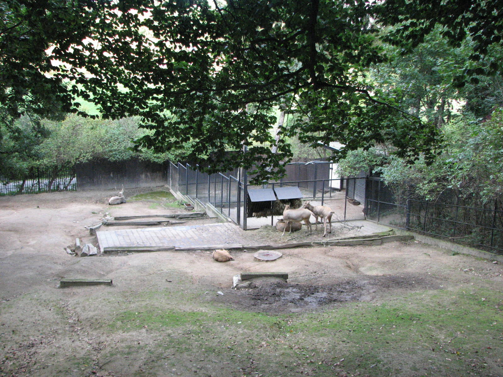 Zoo Praha - Père Davids Deer paddock