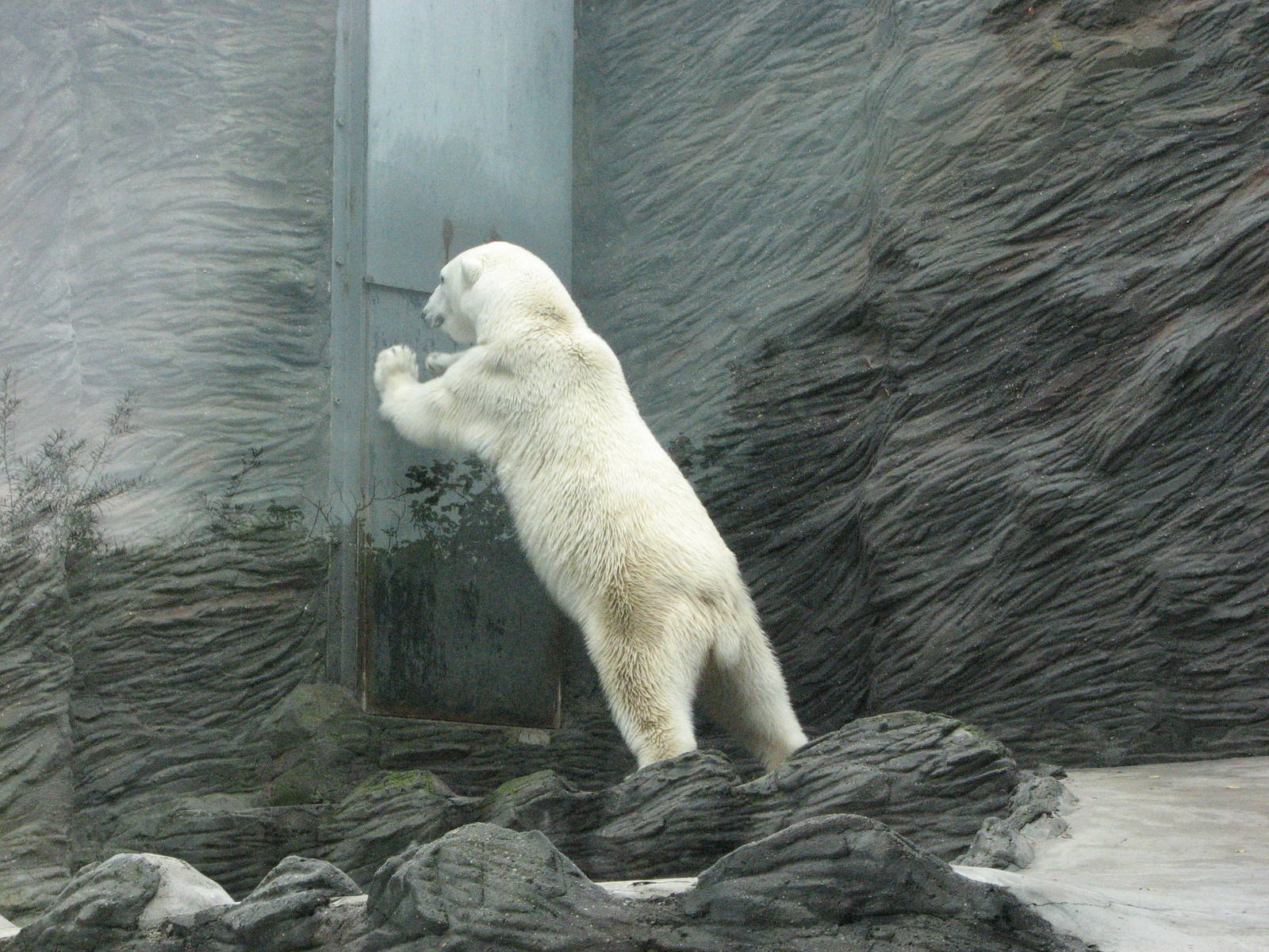 Zoo Praha - Polar Bear pushes the door to his den