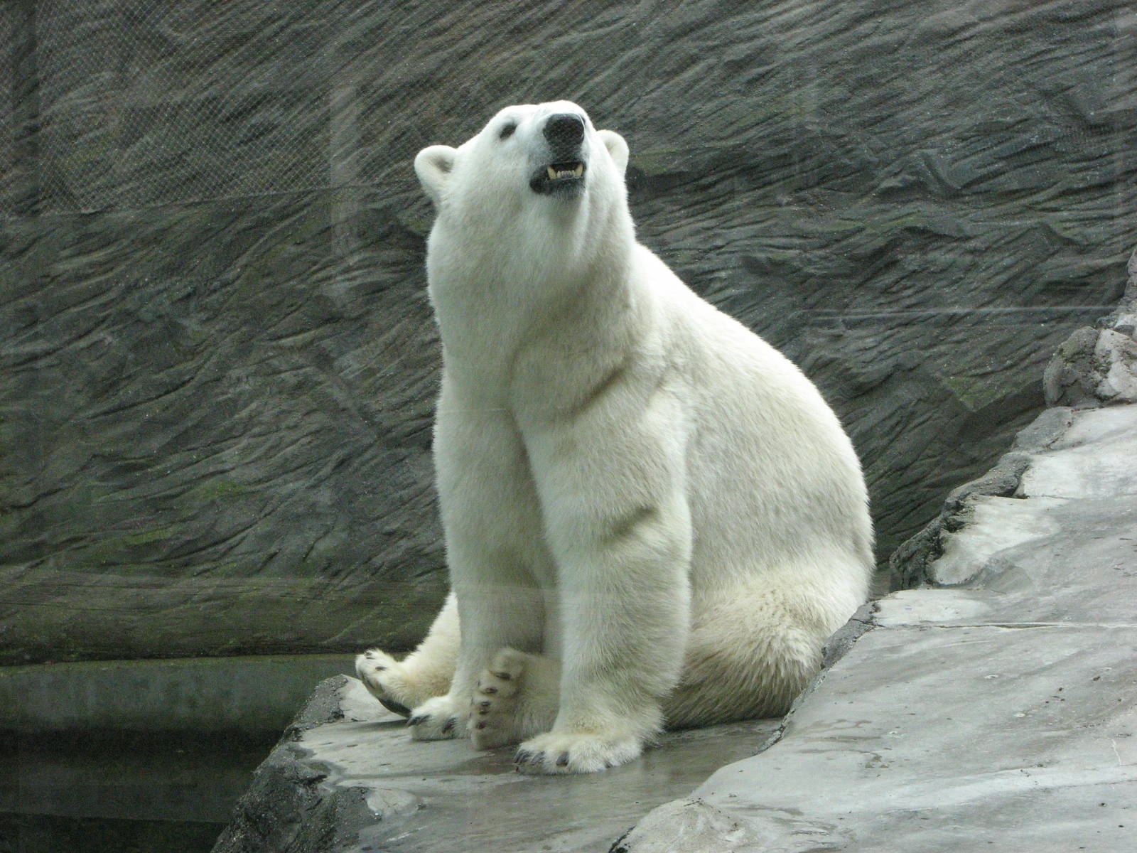 Zoo Praha - Polar Bear