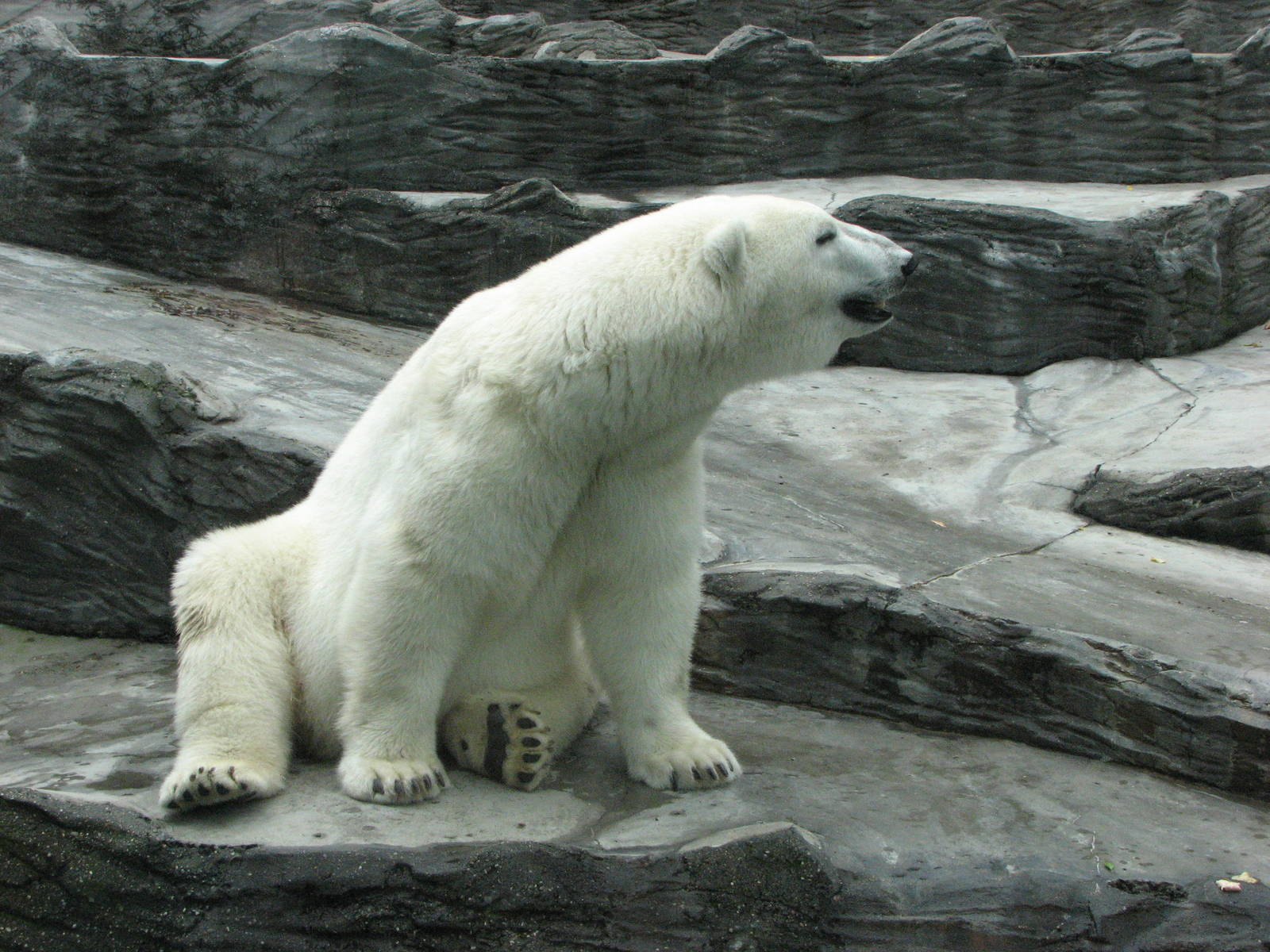 Zoo Praha - Polar Bear