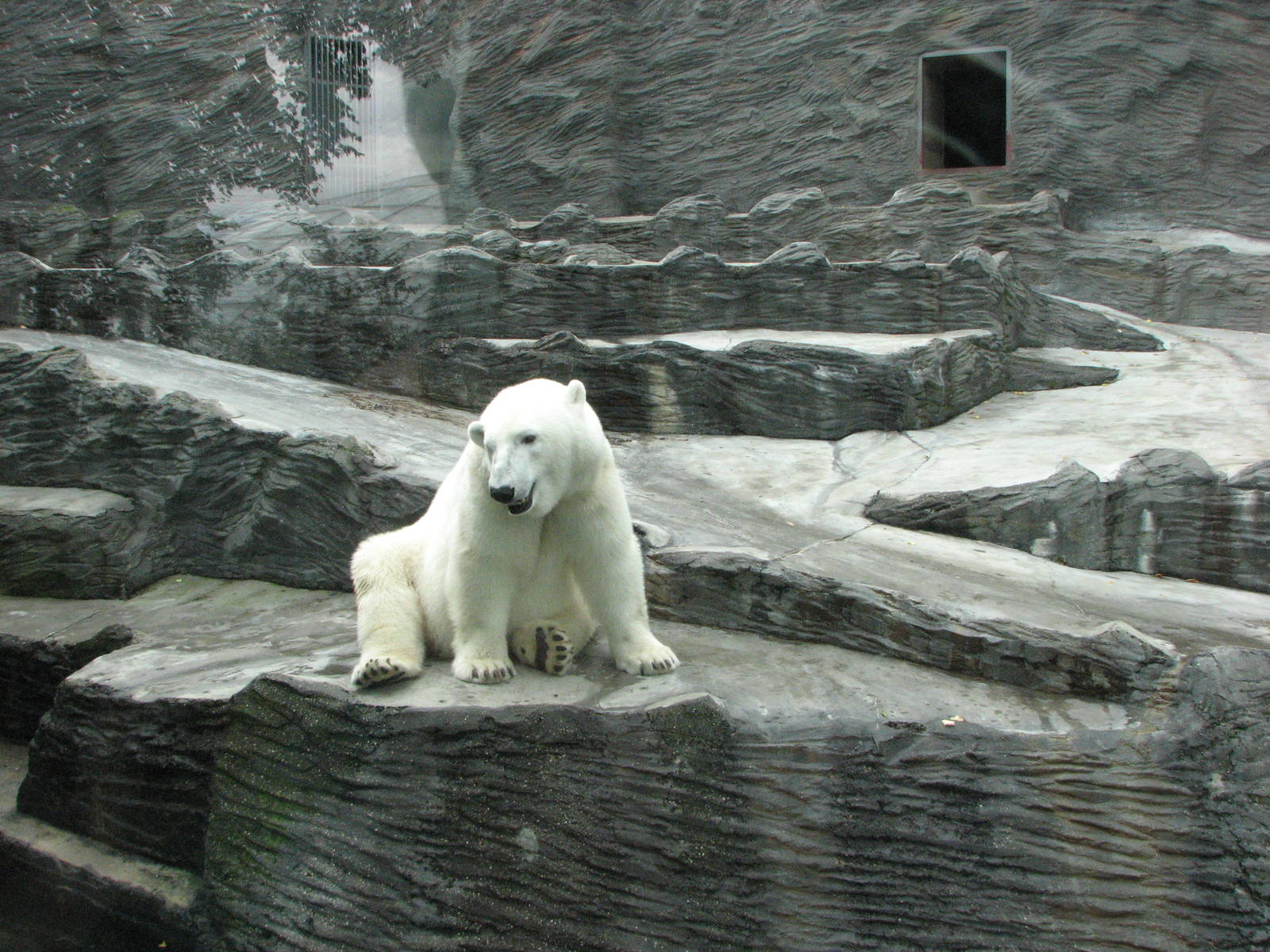 Zoo Praha - Polar Bear