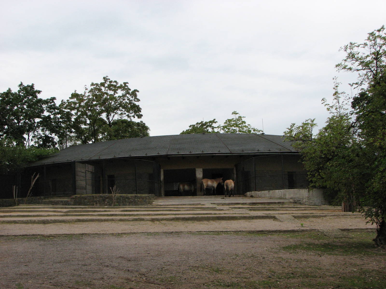 Zoo Praha - Przewalskis Horse stable and part of the paddock