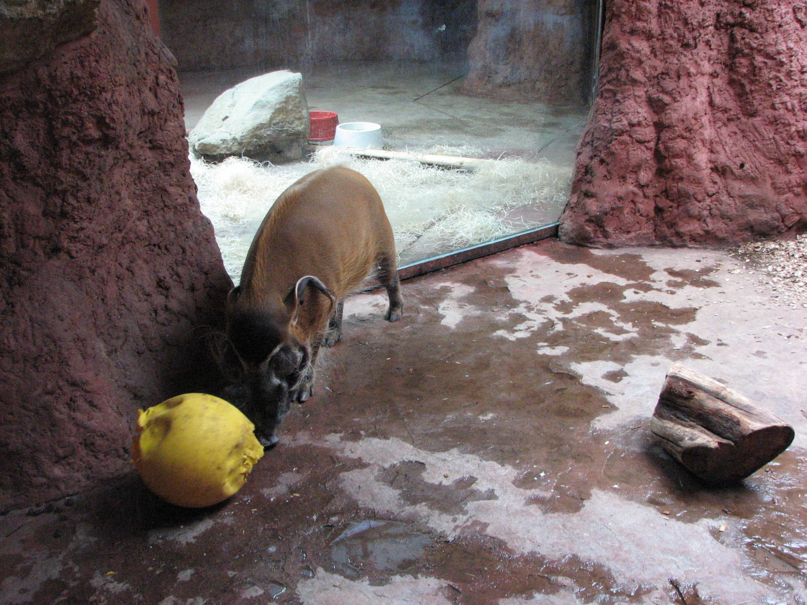 Zoo Praha - Red River Hog playing