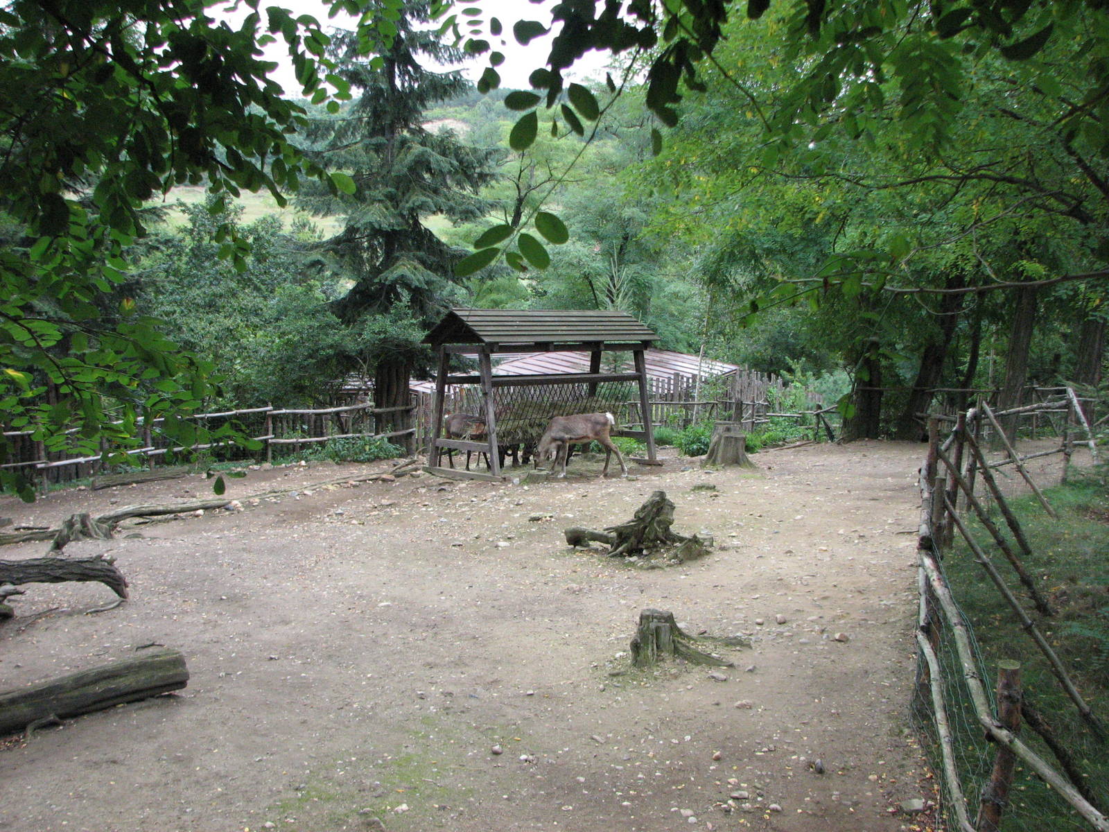 Zoo Praha - Reindeer paddock