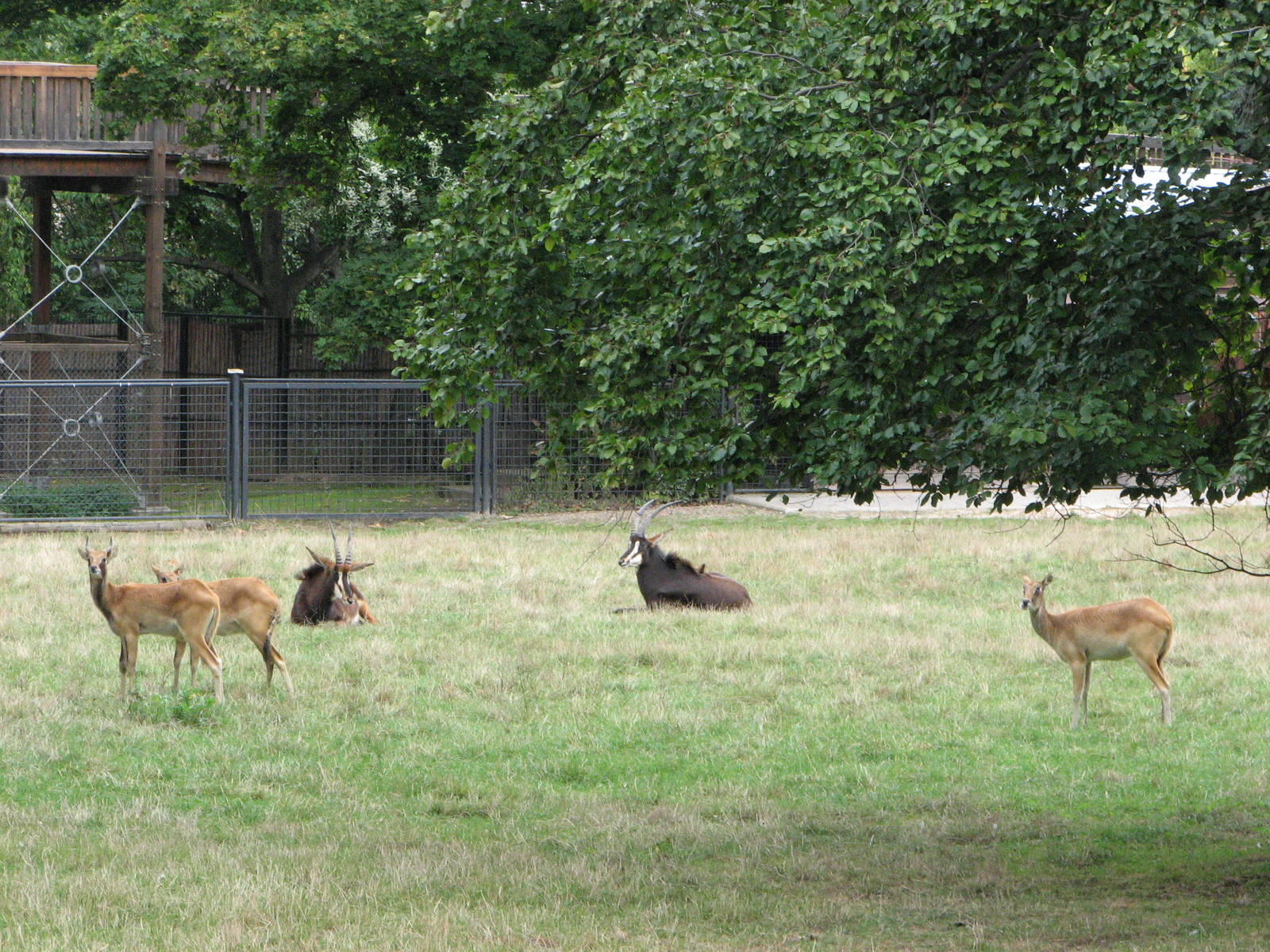 Zoo Praha - Sable Antelope paddock