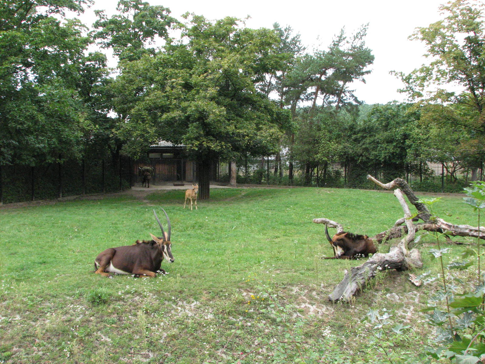 Zoo Praha - Sable Antelope paddock