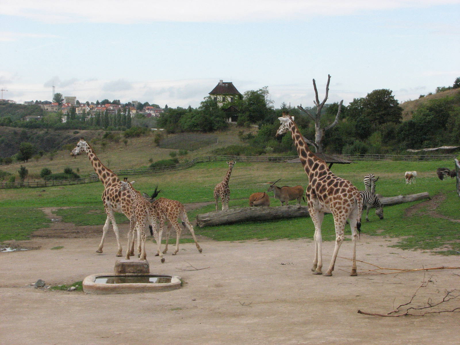 Zoo Praha - Savannah