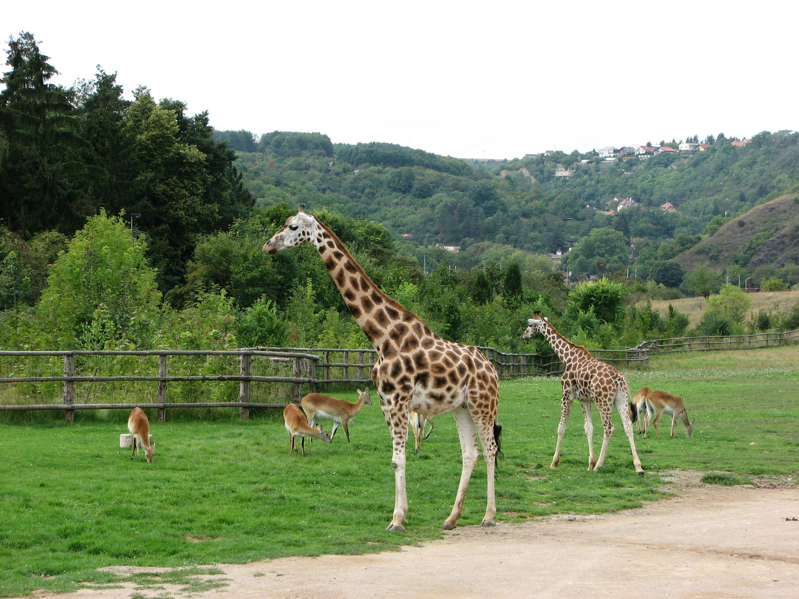 Zoo Praha - Savannah