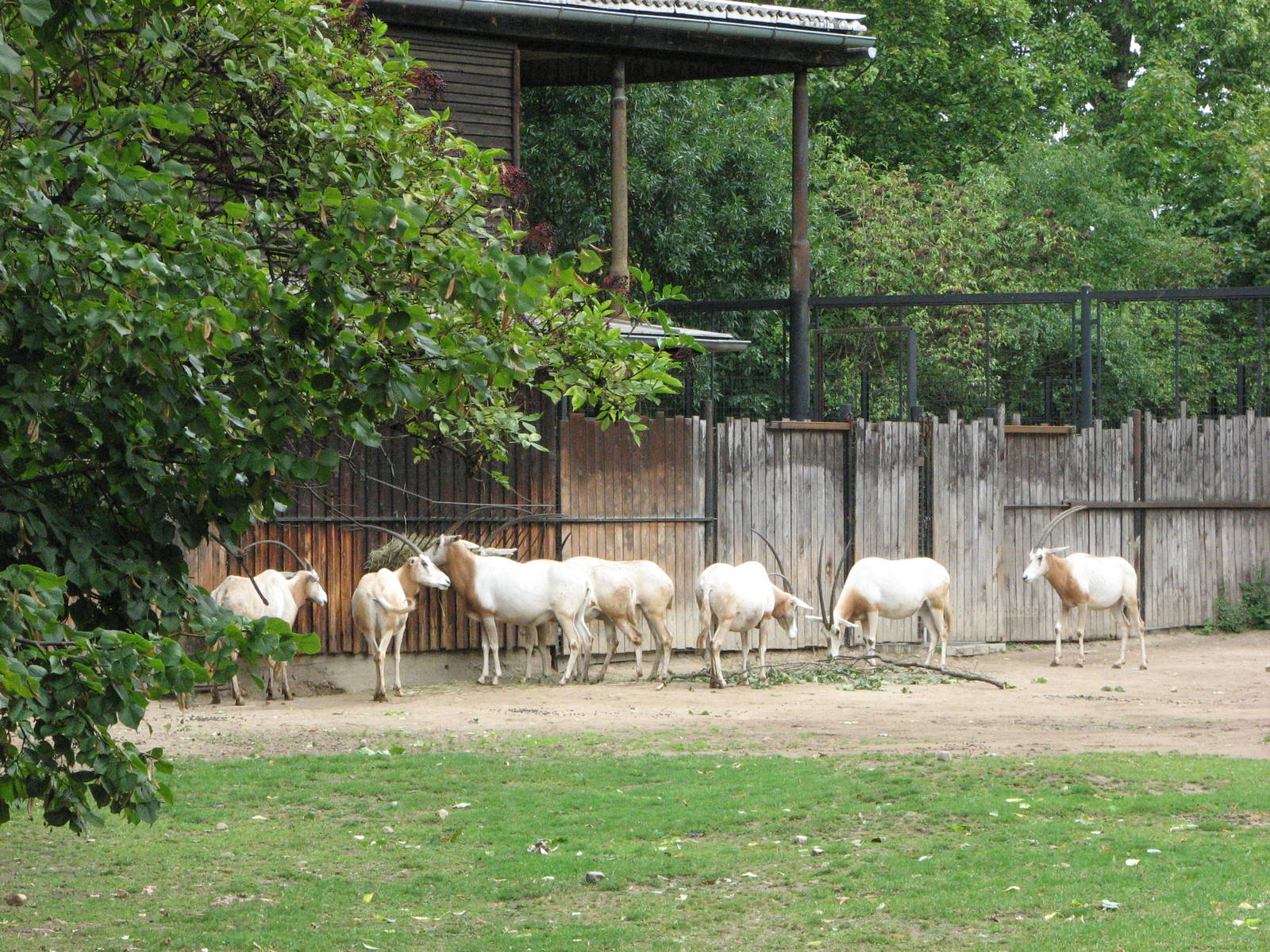 Zoo Praha - Scimitar-horned Oryx paddock