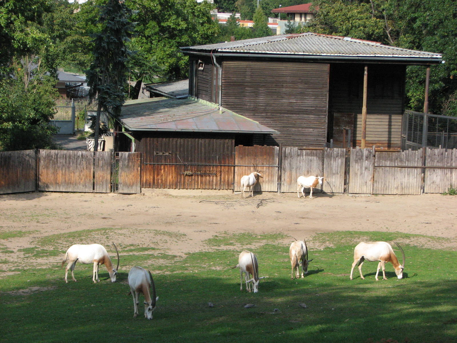 Zoo Praha - Scimitar-Horned Oryx paddock
