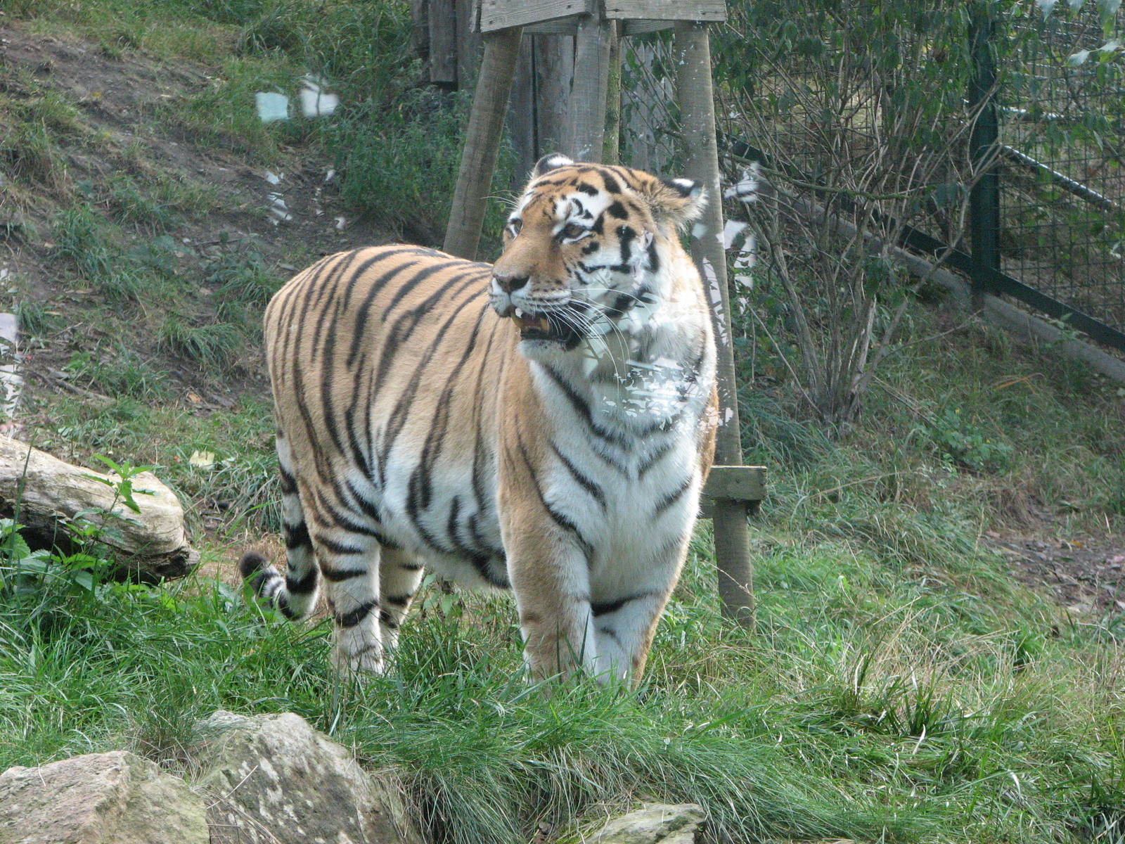 Zoo Praha - Siberian Tiger