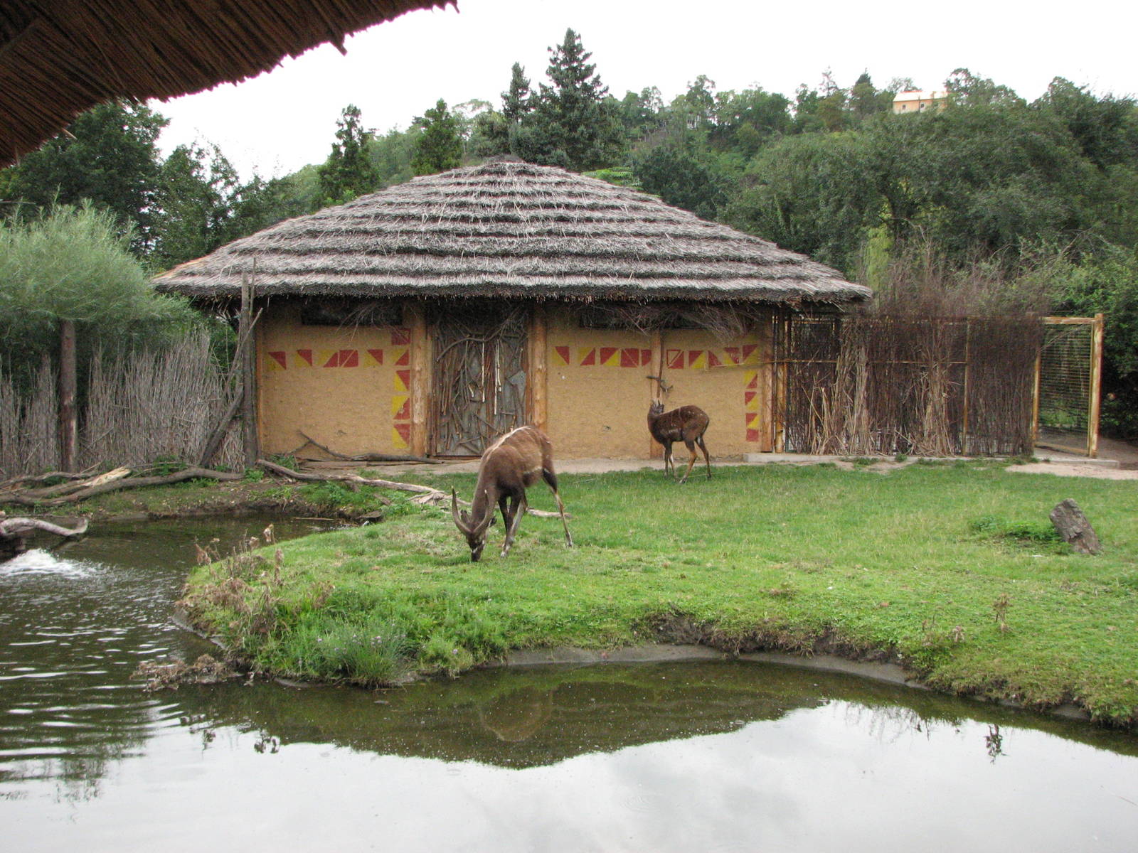 Zoo Praha - Sitatunga exhibit