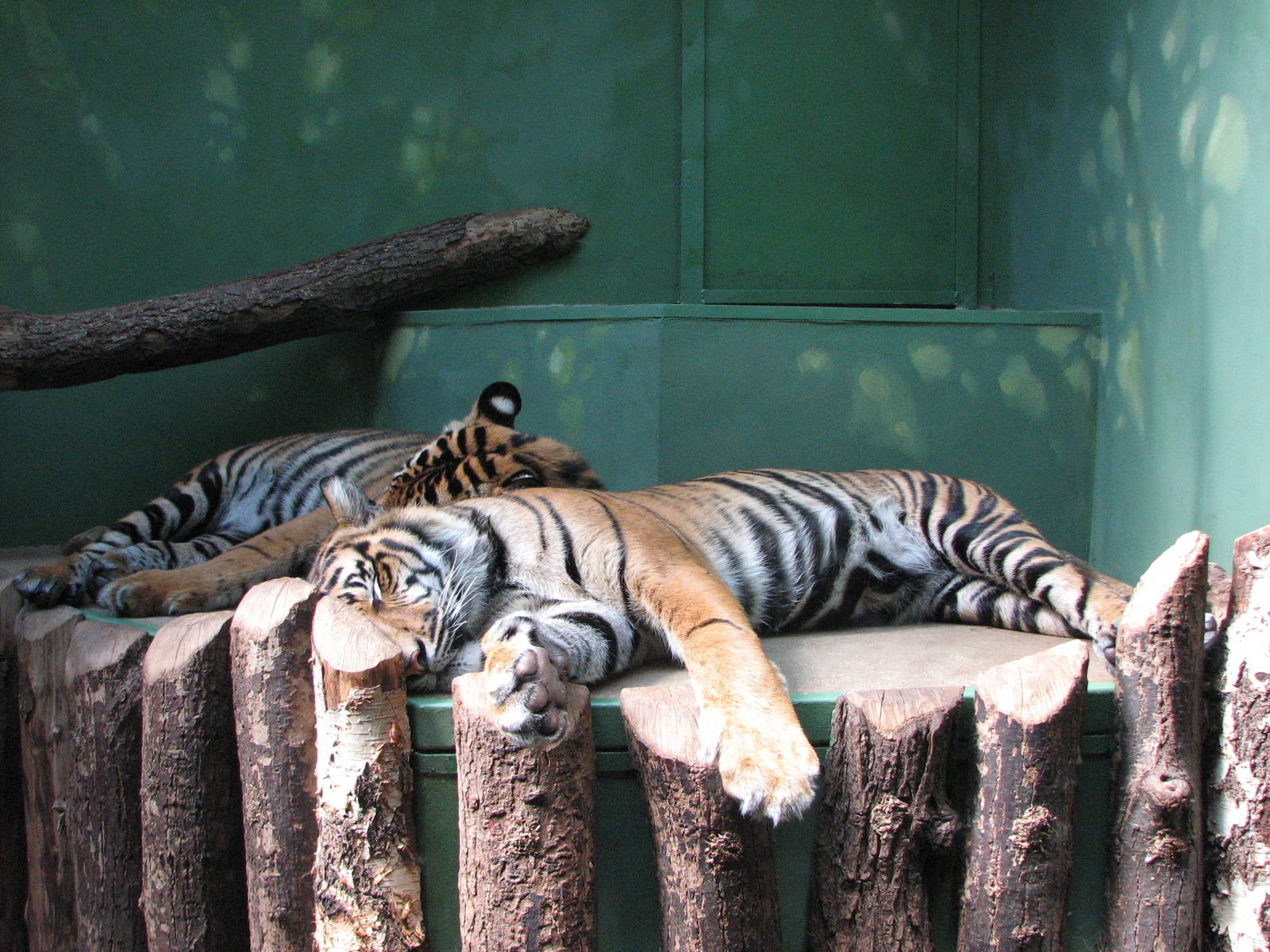 Zoo Praha - Sumatran Tiger cubs