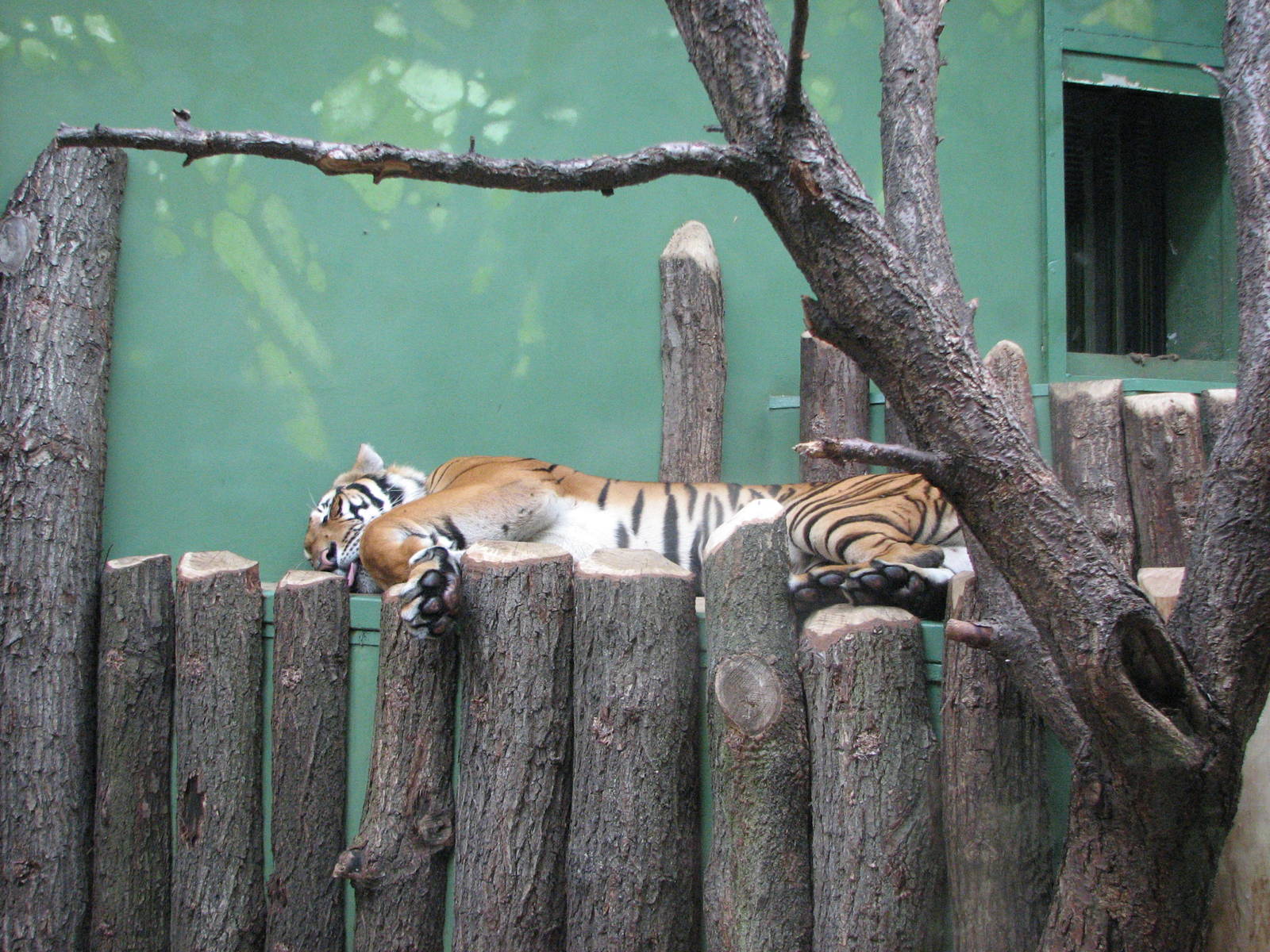 Zoo Praha - Sumatran Tiger