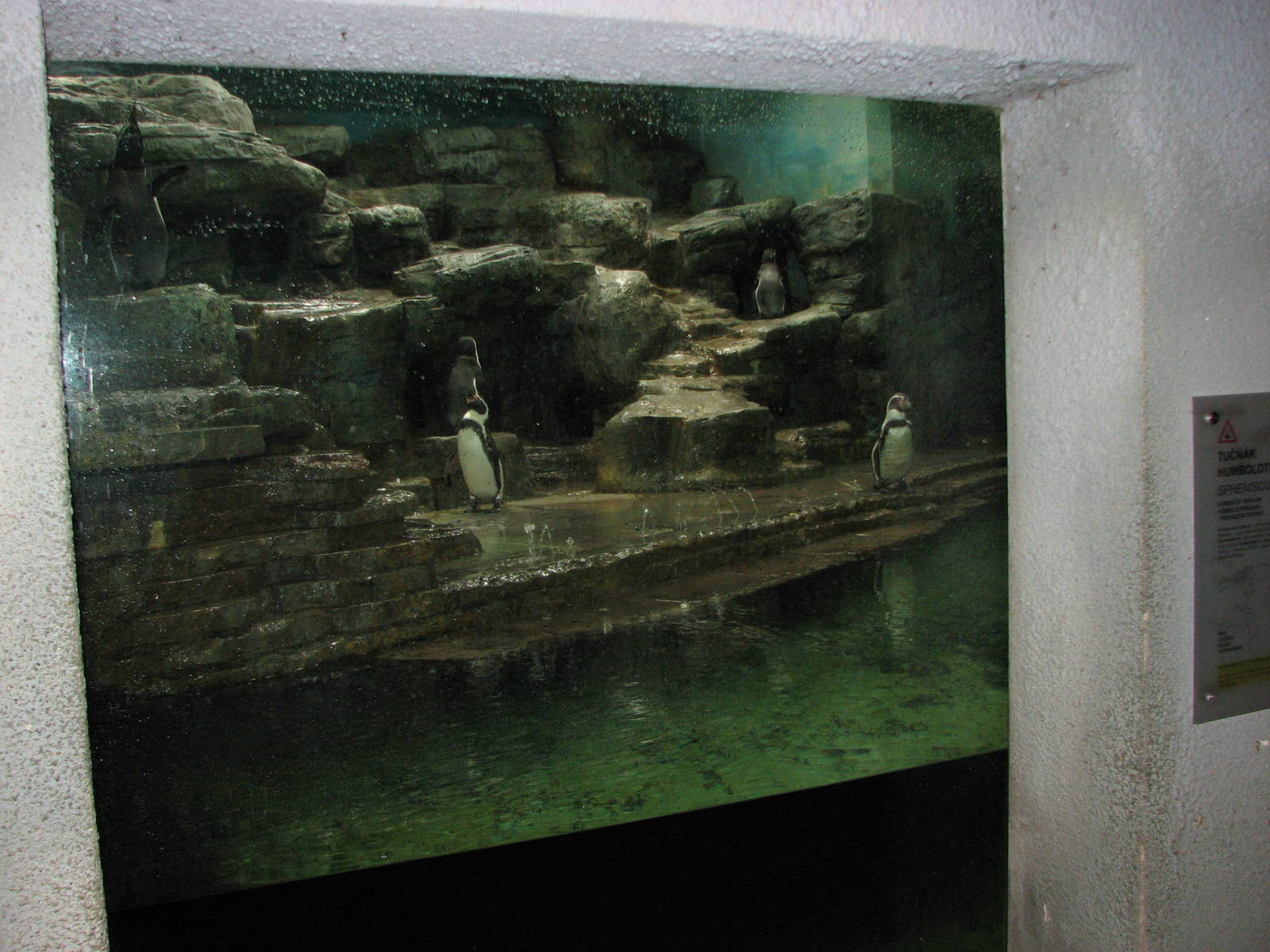 Zoo Praha - Viewing window into the indoor Penguin exhibit