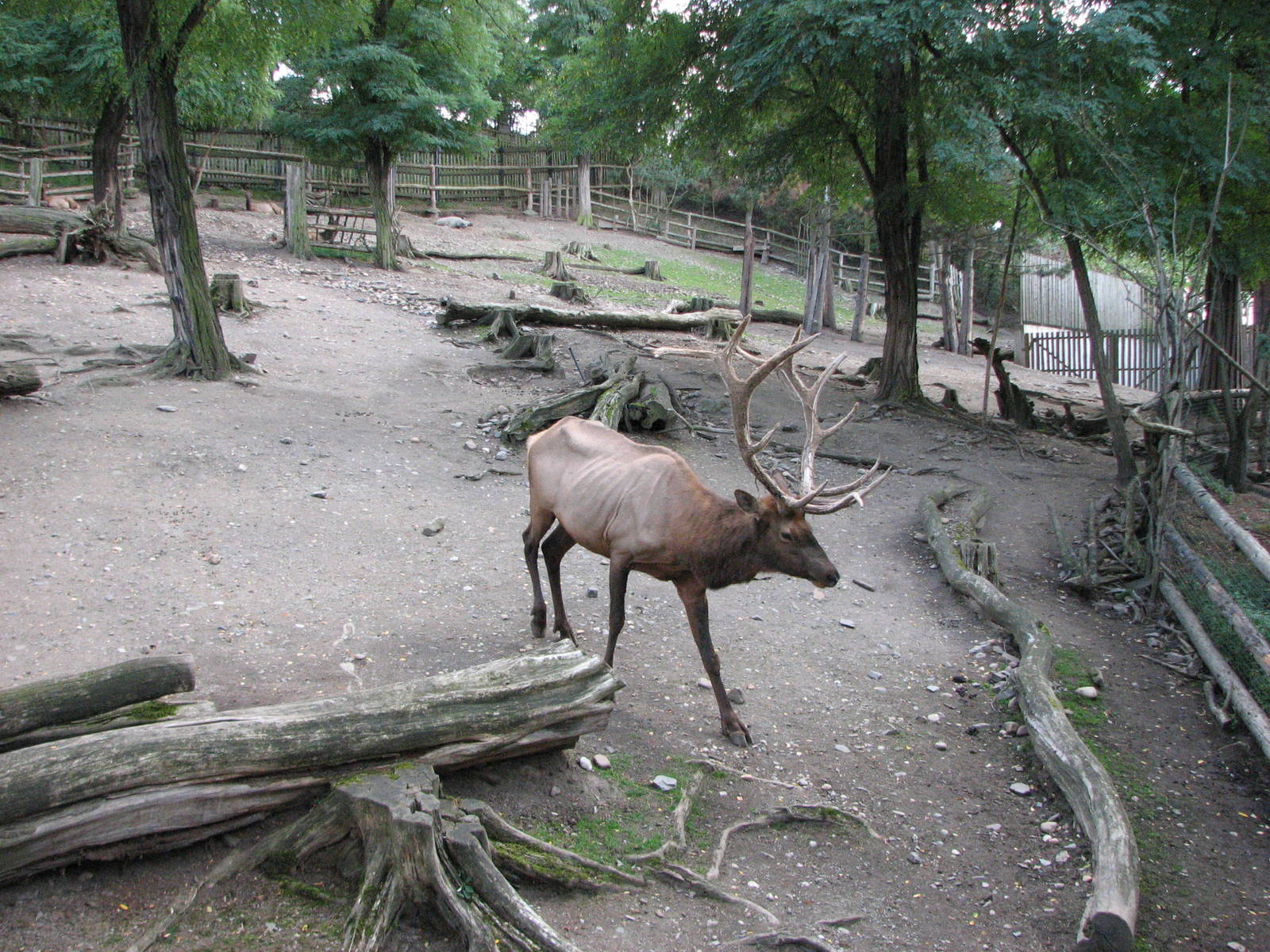 Zoo Praha - Wapiti buck