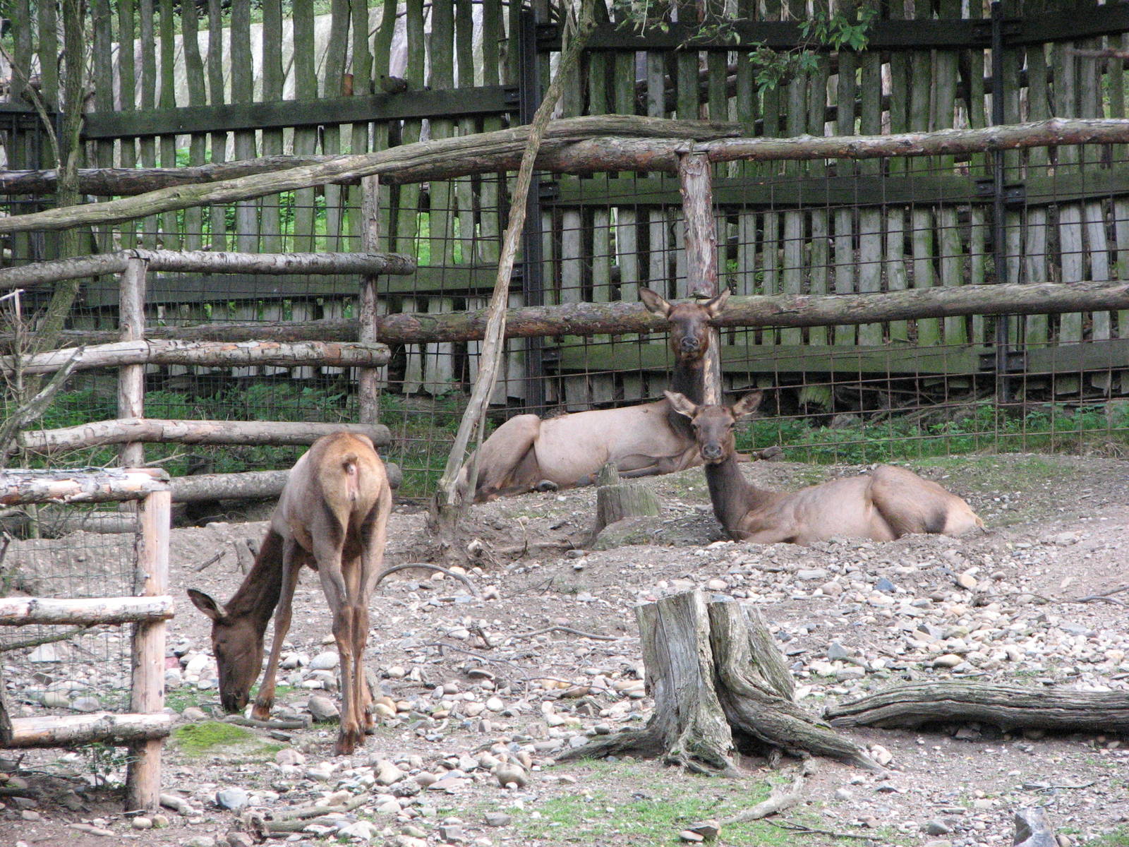 Zoo Praha - Wapiti does