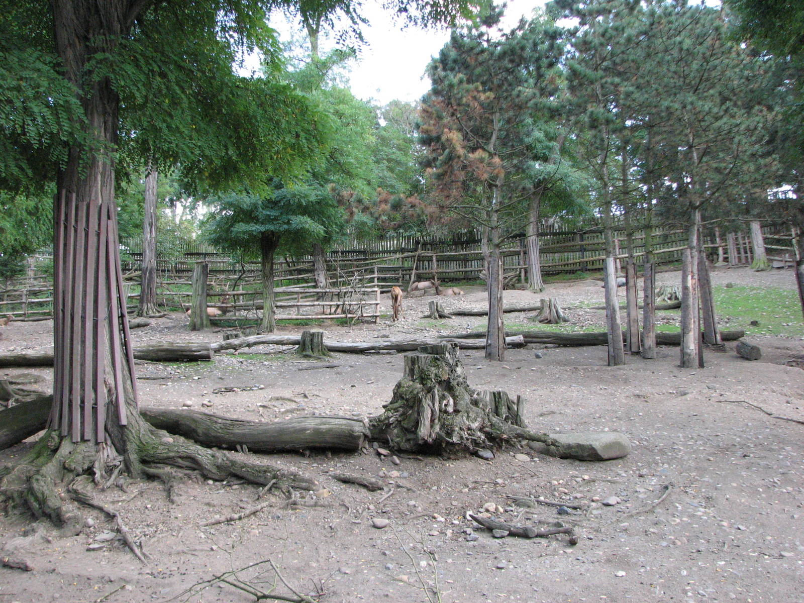 Zoo Praha - Wapiti paddock