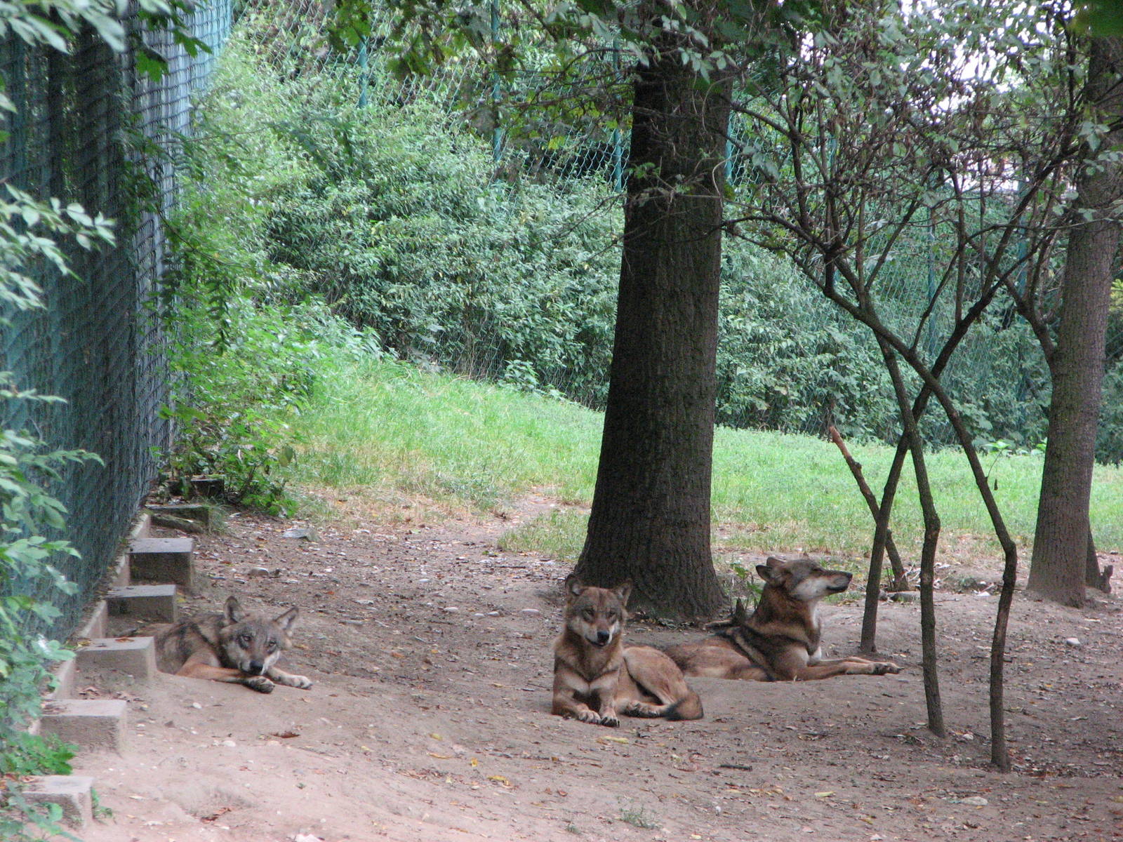 Zoo Praha - Wolves