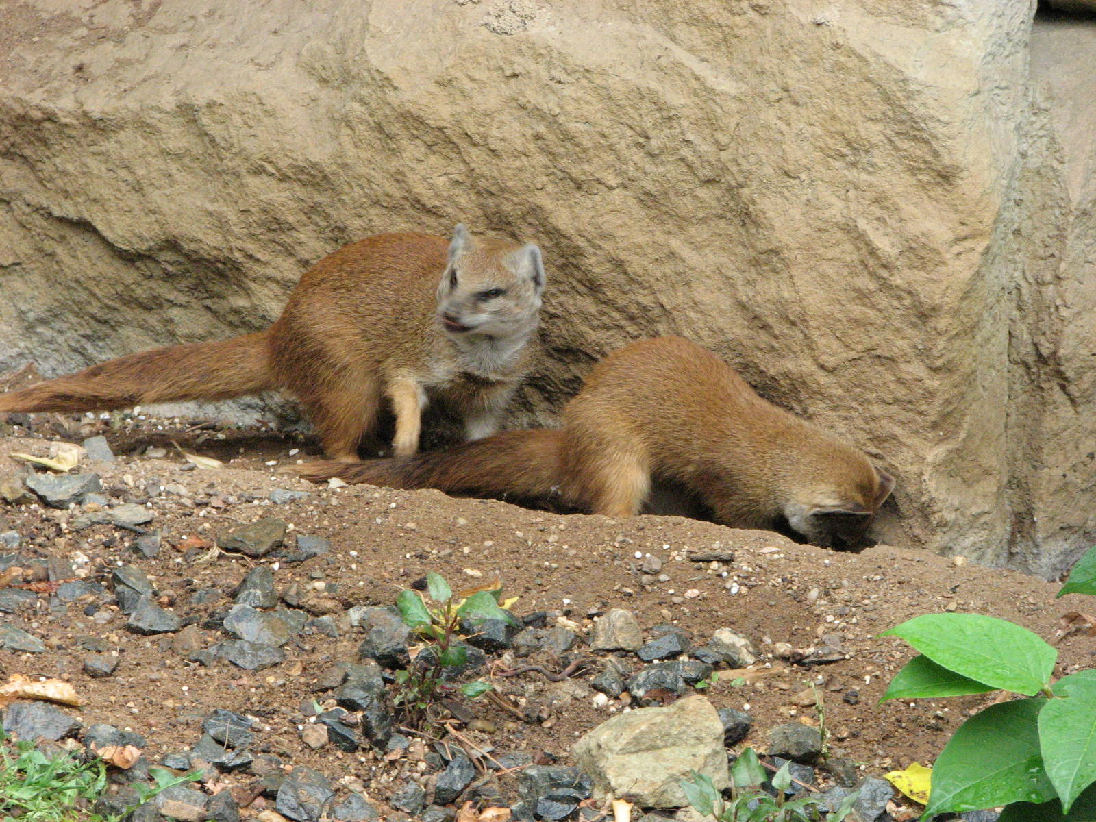 Zoo Praha - Yellow Mongoose digging