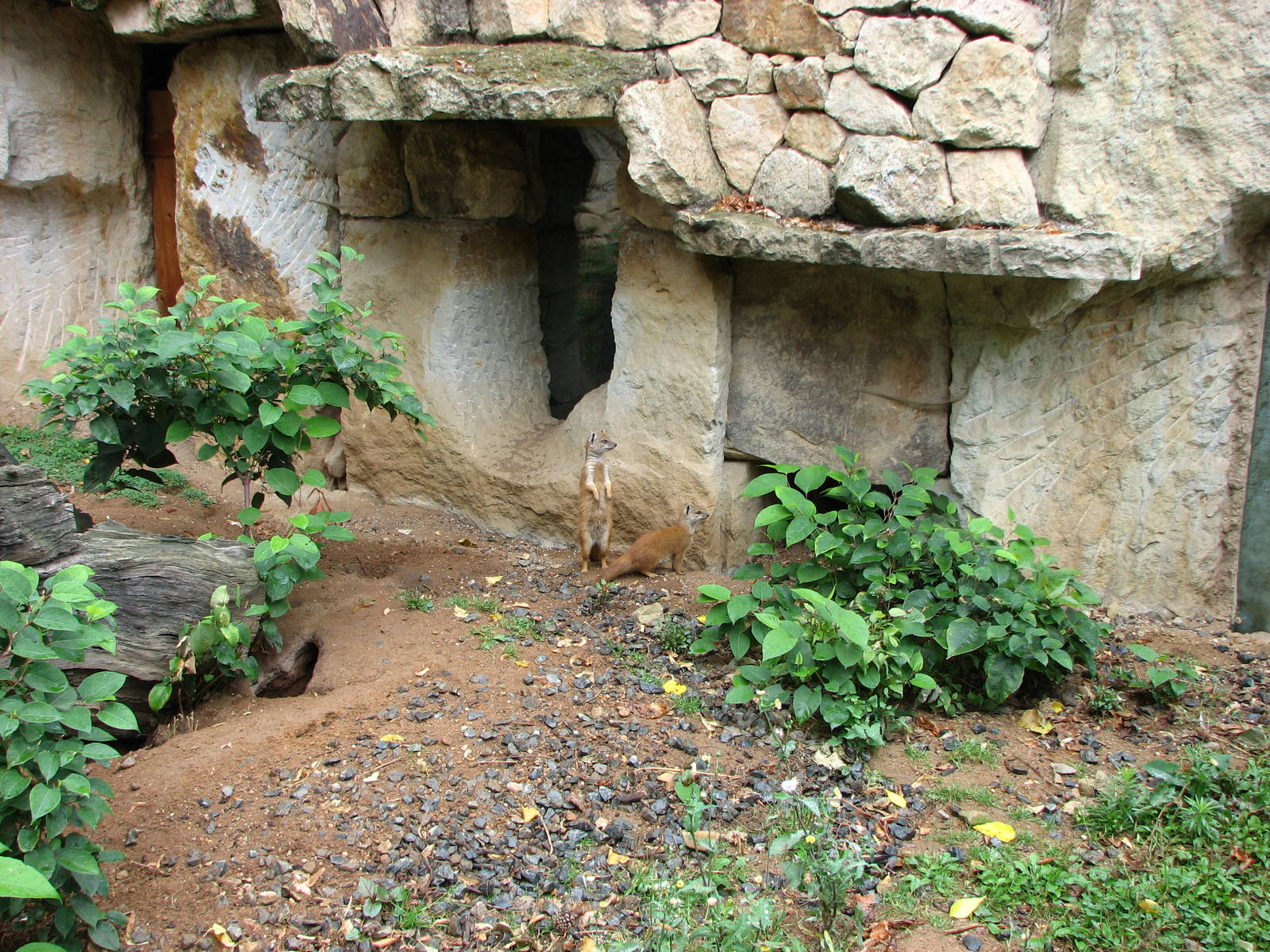 Zoo Praha - Yellow Mongoose outside exhibit