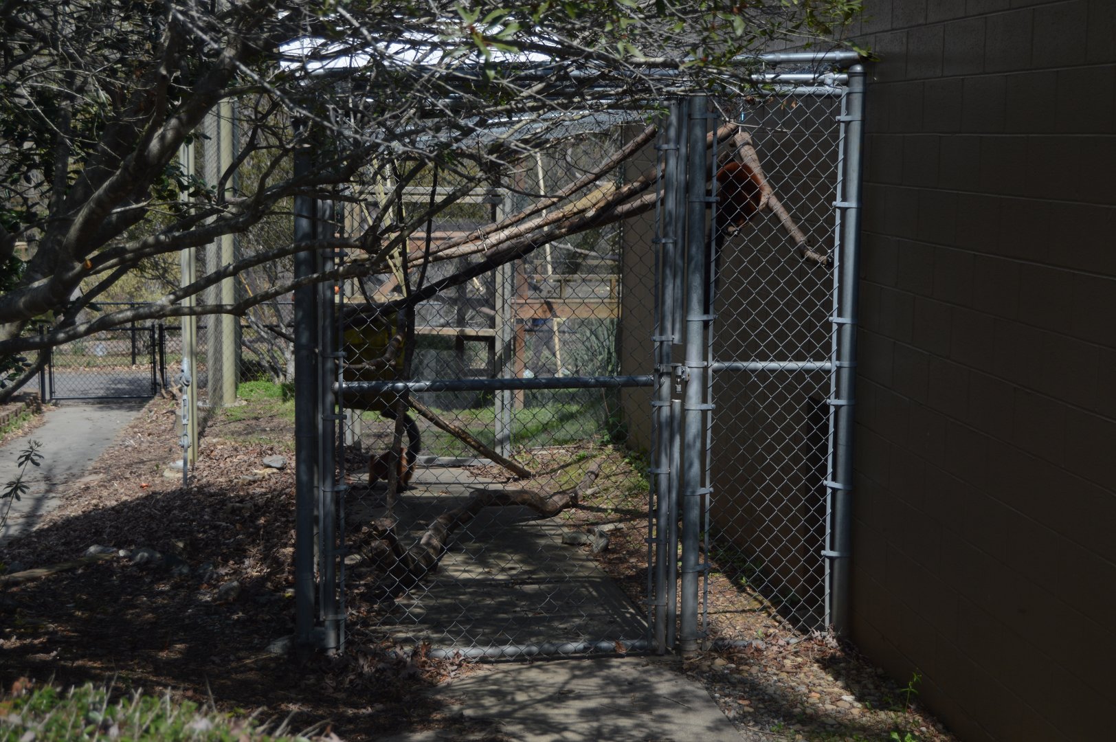 Zoo - Red Ruffed Lemurs (Varecia rubra) in off-exhibit pen.