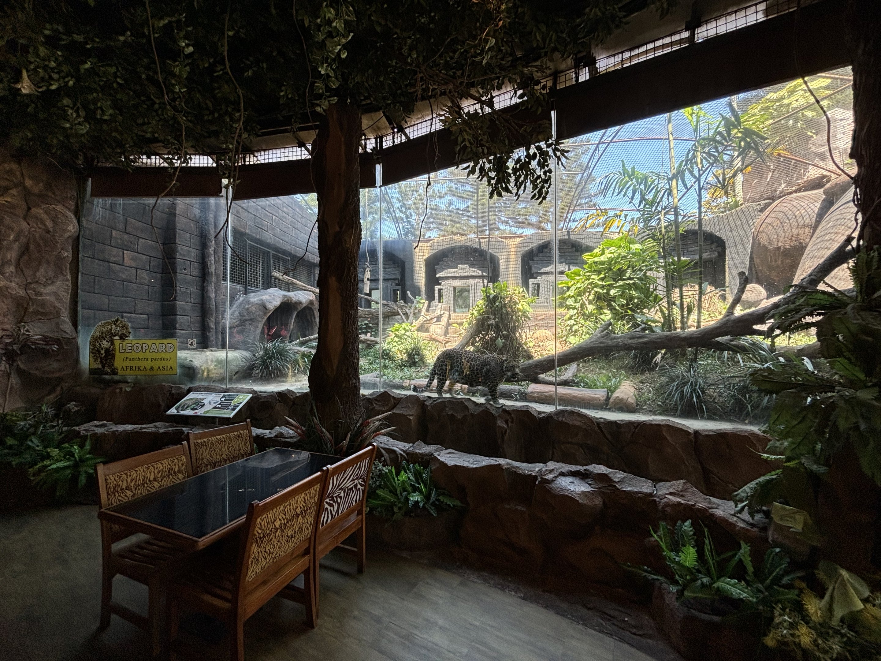 Zoo Restaurant - Javan Leopard Exhibit