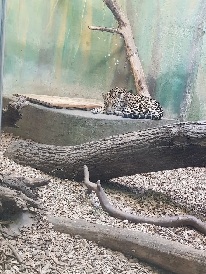 Zoo Rostock - Jaguar in indoor facility - 2019
