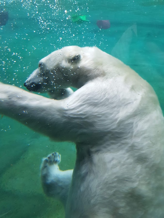 Zoo Rostock- polar bear underwater view- 2019