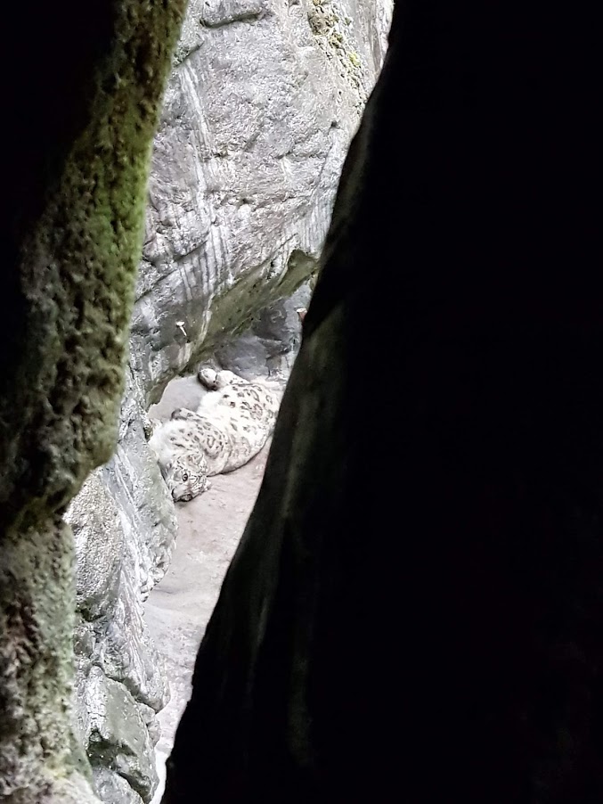 Zoo Rostock- snowleopard- 2019