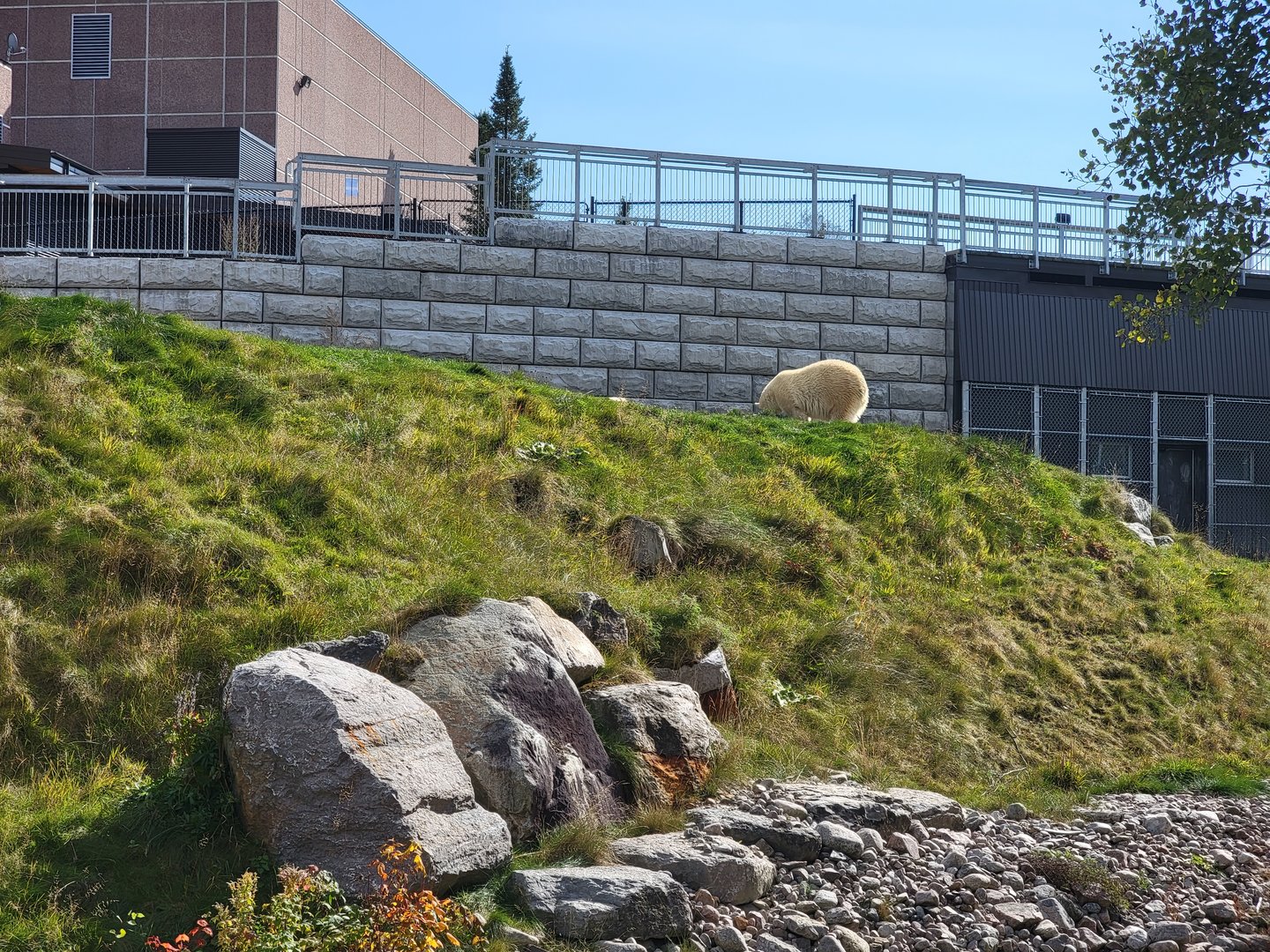 Zoo Sauvage 10/22 - Arctic Tundra, polar bear / arctic fox exhibit #1