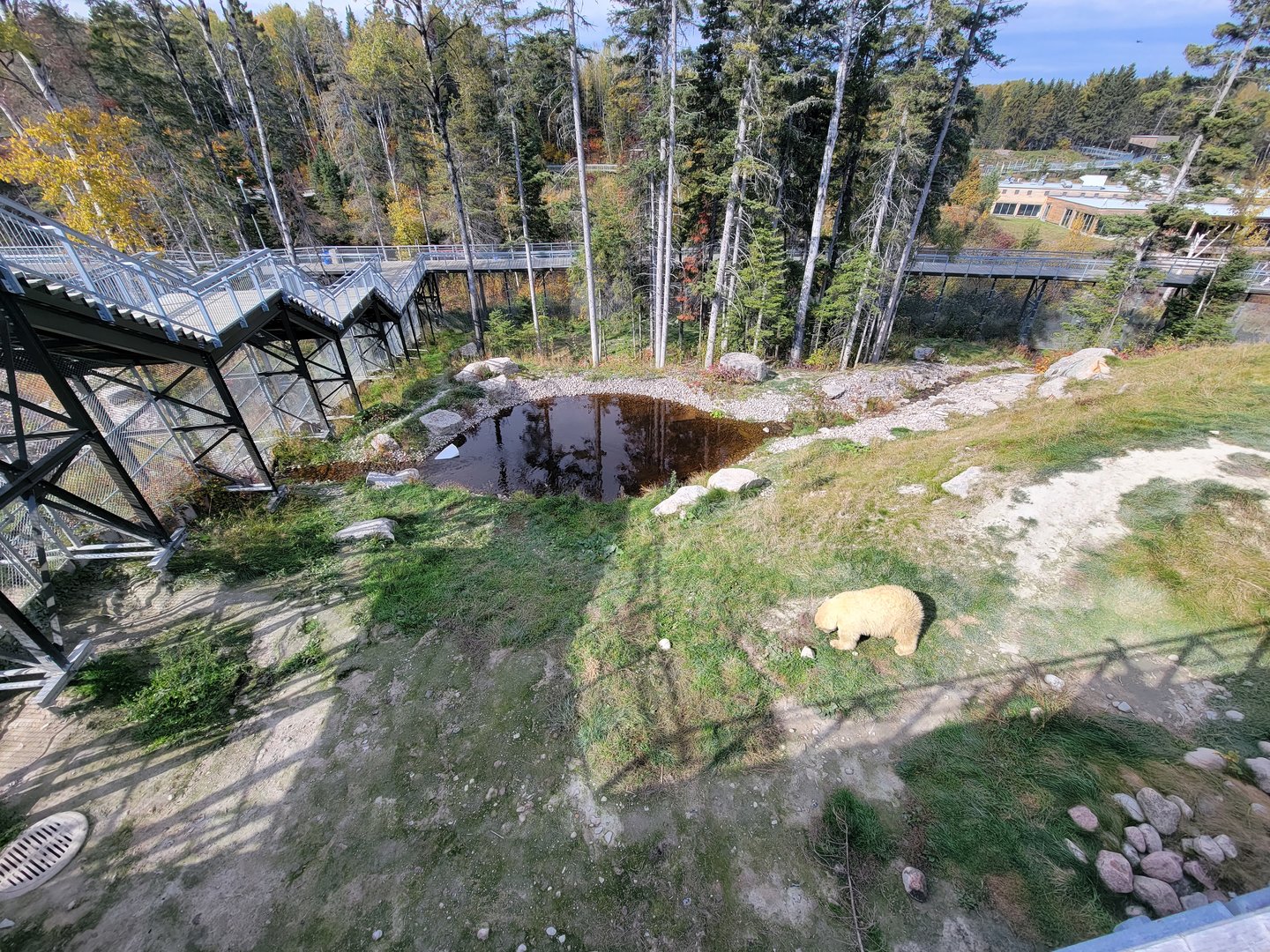 Zoo Sauvage 10/22 - Arctic Tundra, polar bear / arctic fox exhibit #1