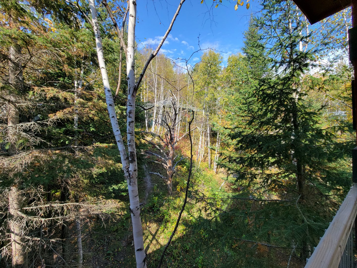 Zoo Sauvage 10/22 - Eastern Asia, Amur tiger exhibit, upper paths in distance