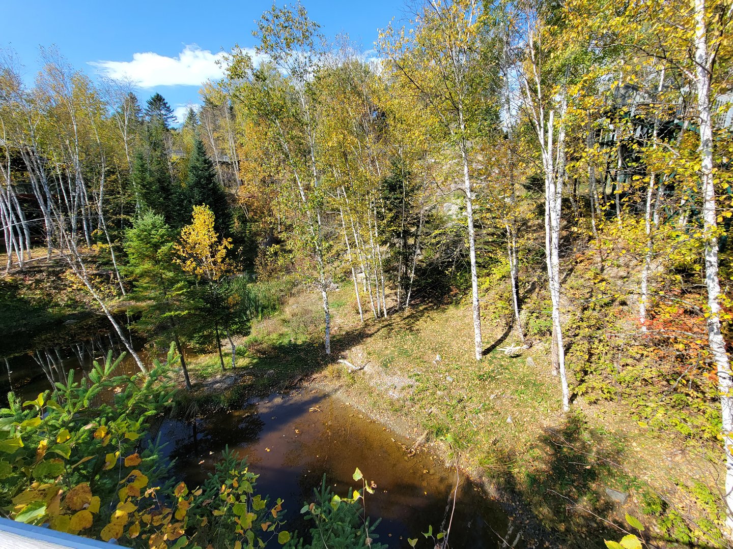 Zoo Sauvage 10/22 - Eastern Asia, Amur tiger exhibit