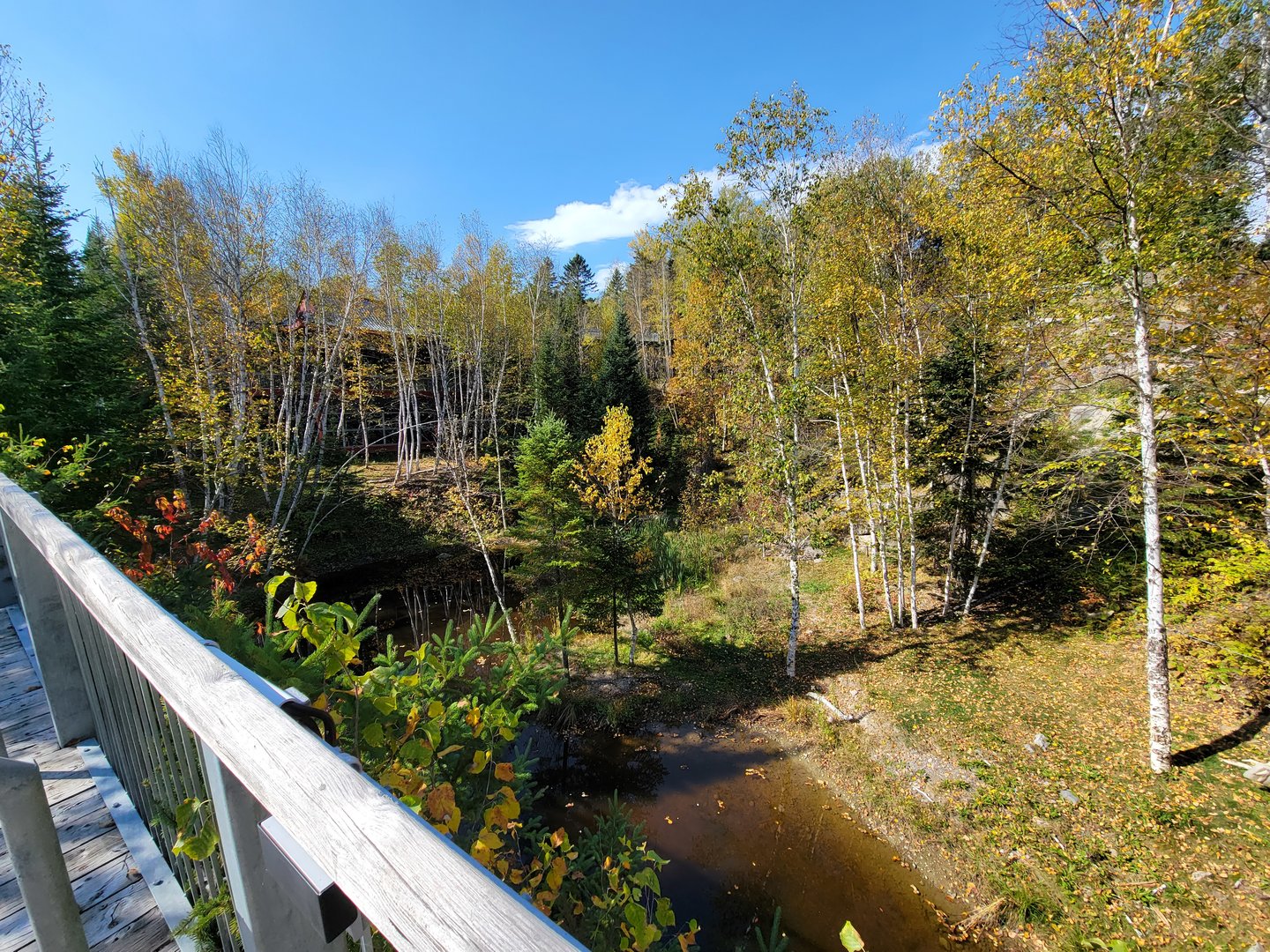 Zoo Sauvage 10/22 - Eastern Asia, Amur tiger exhibit