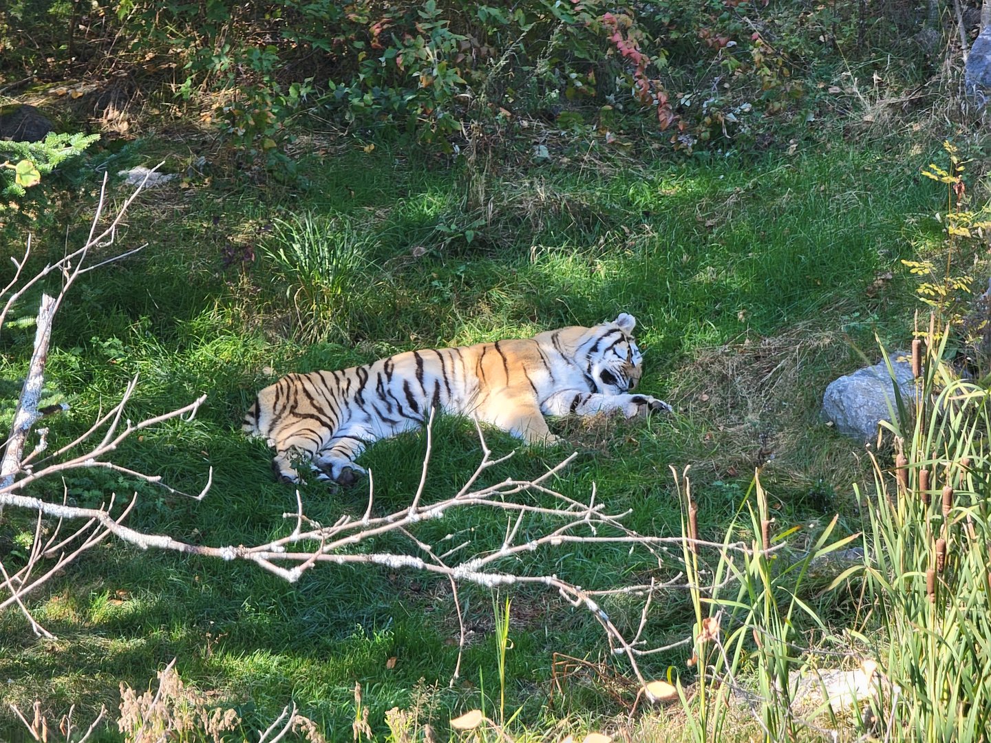 Zoo Sauvage 10/22 - Eastern Asia, Amur tiger exhibit