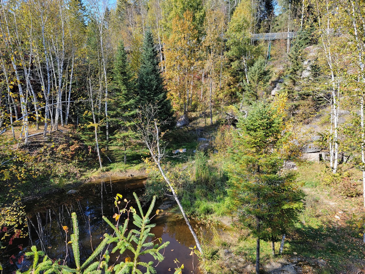 Zoo Sauvage 10/22 - Eastern Asia, Amur tiger exhibit