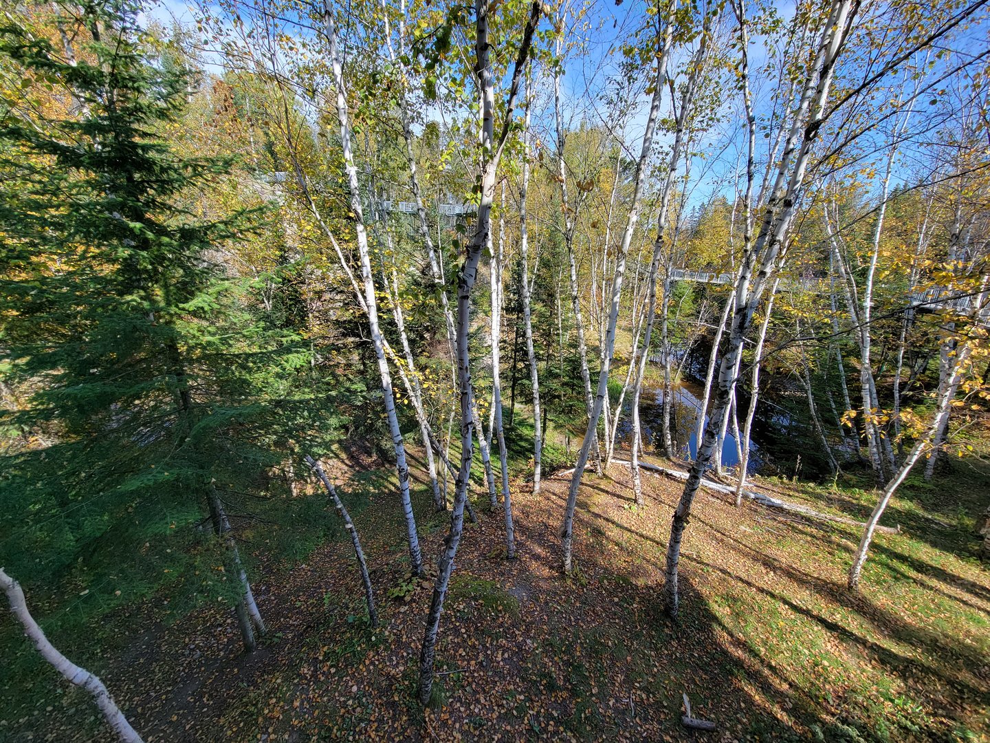 Zoo Sauvage 10/22 - Eastern Asia, Amur tiger exhibit
