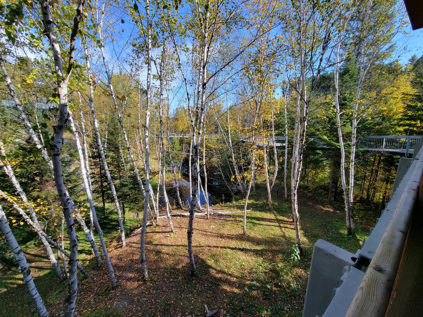 Zoo Sauvage 10/22 - Eastern Asia, Amur tiger exhibit