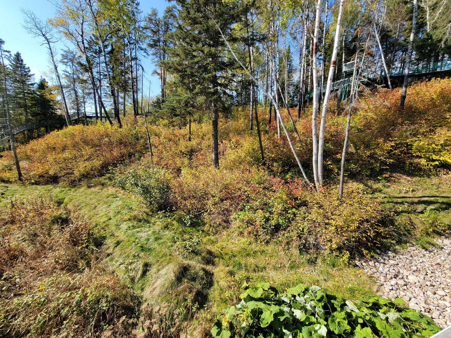 Zoo Sauvage 10/22 - Eastern Asia, Japanese macaque exhibit