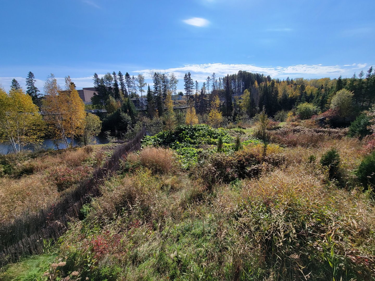 Zoo Sauvage 10/22 - Eastern Asia, red-crowned crane exhibit (not out due to avian flu)