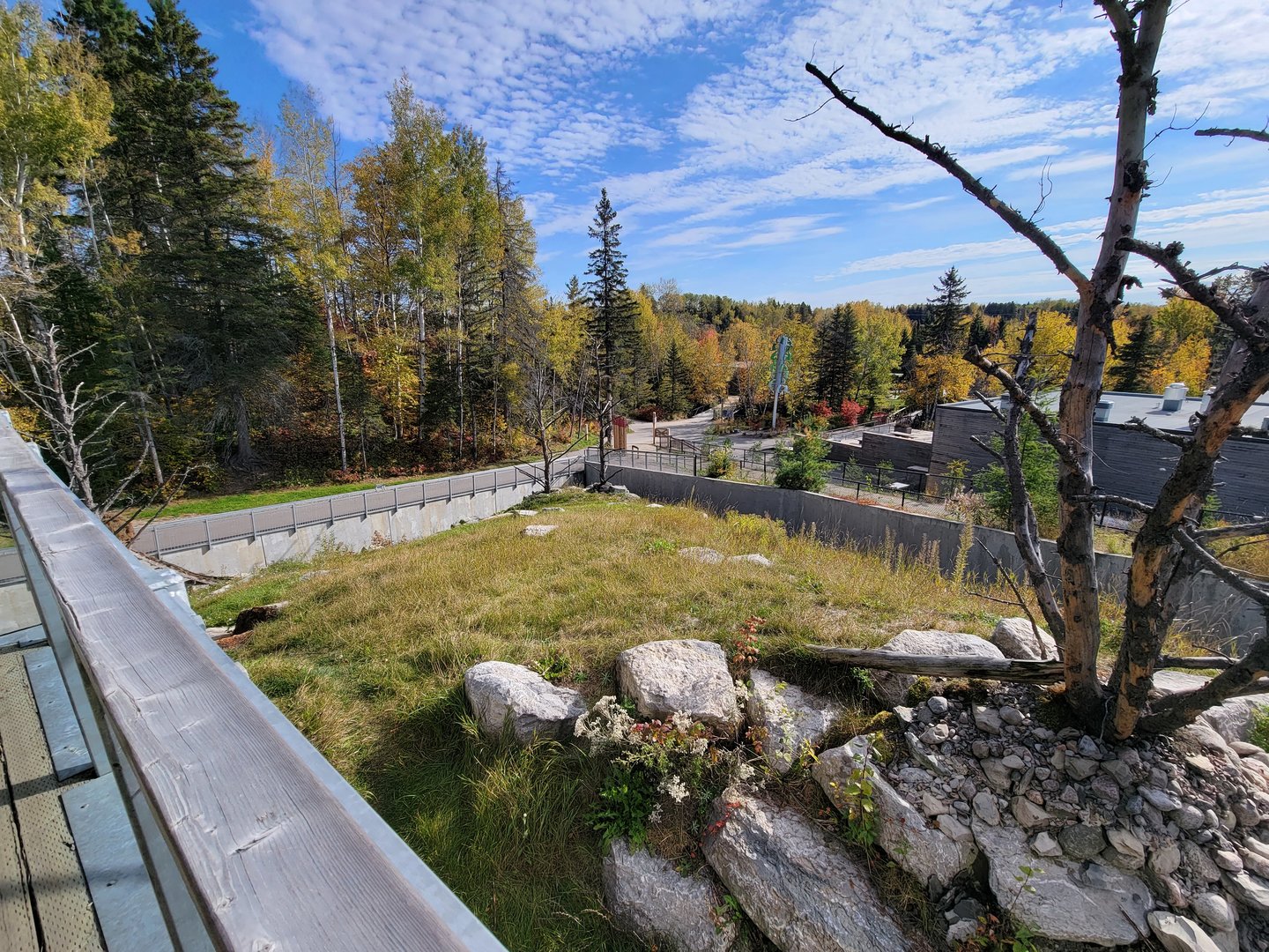 Zoo Sauvage 10/22 - Eastern Asia, red panda exhibit #1