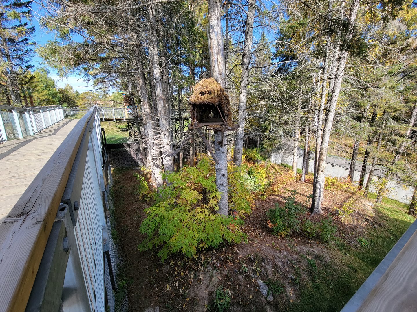 Zoo Sauvage 10/22 - Eastern Asia, red panda exhibit #2